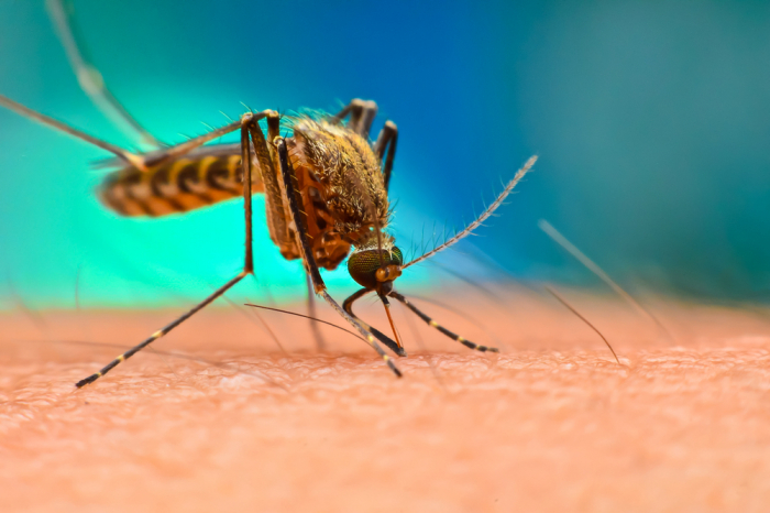 Image of mosquito